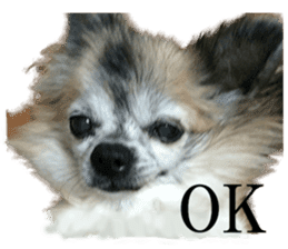 Chihuahua,"Non"(English) sticker #13751416