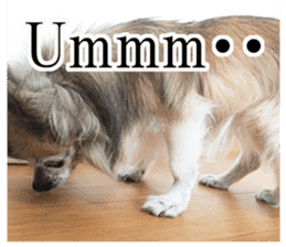 Chihuahua,"Non"(English) sticker #13751417