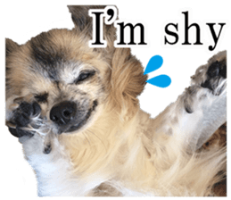 Chihuahua,"Non"(English) sticker #13751418