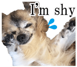 Chihuahua,"Non"(English) sticker #13751418