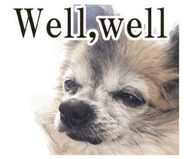 Chihuahua,"Non"(English) sticker #13751419