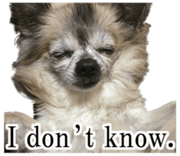 Chihuahua,"Non"(English) sticker #13751420