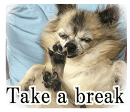 Chihuahua,"Non"(English) sticker #13751421