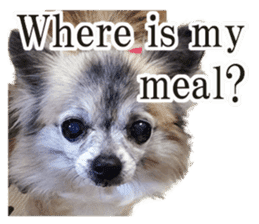 Chihuahua,"Non"(English) sticker #13751422