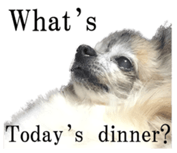 Chihuahua,"Non"(English) sticker #13751423