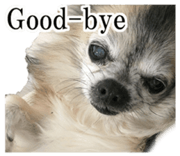 Chihuahua,"Non"(English) sticker #13751424