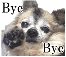 Chihuahua,"Non"(English) sticker #13751425