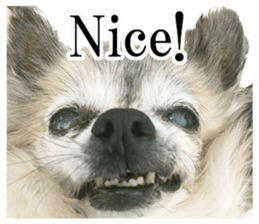 Chihuahua,"Non"(English) sticker #13751426