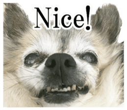 Chihuahua,"Non"(English) sticker #13751426