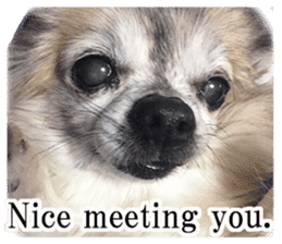 Chihuahua,"Non"(English) sticker #13751427