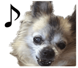 Chihuahua,"Non"(English) sticker #13751428