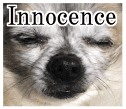 Chihuahua,"Non"(English) sticker #13751429