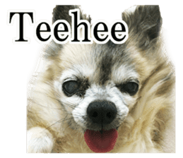 Chihuahua,"Non"(English) sticker #13751430