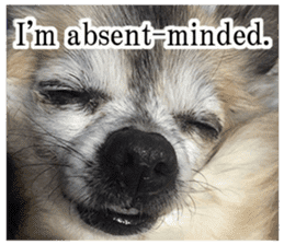 Chihuahua,"Non"(English) sticker #13751431