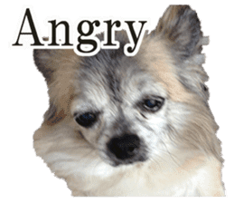 Chihuahua,"Non"(English) sticker #13751432