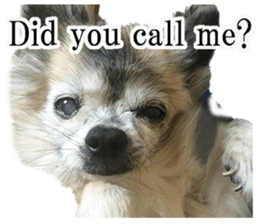 Chihuahua,"Non"(English) sticker #13751433