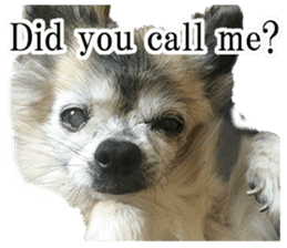 Chihuahua,"Non"(English) sticker #13751433