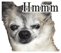 Chihuahua,"Non"(English) sticker #13751434