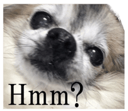 Chihuahua,"Non"(English) sticker #13751435