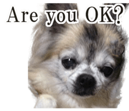 Chihuahua,"Non"(English) sticker #13751436