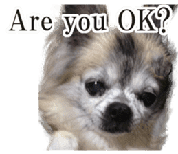 Chihuahua,"Non"(English) sticker #13751436