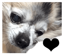 Chihuahua,"Non"(English) sticker #13751437