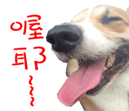 Bou~ Corgi Miluku. sticker #13757055
