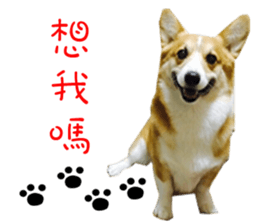 Bou~ Corgi Miluku. sticker #13757056