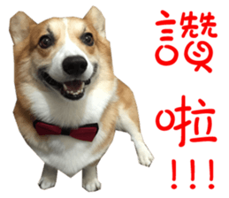 Bou~ Corgi Miluku. sticker #13757057