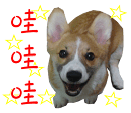 Bou~ Corgi Miluku. sticker #13757061