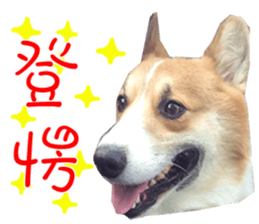 Bou~ Corgi Miluku. sticker #13757062