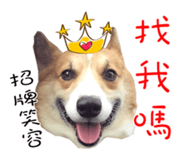 Bou~ Corgi Miluku. sticker #13757063