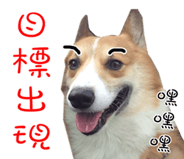Bou~ Corgi Miluku. sticker #13757065