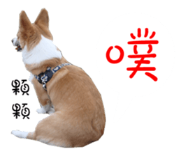 Bou~ Corgi Miluku. sticker #13757066