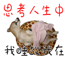 Bou~ Corgi Miluku. sticker #13757068