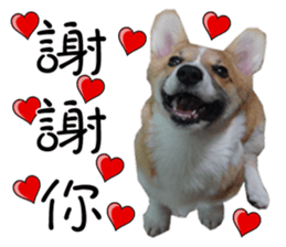 Bou~ Corgi Miluku. sticker #13757069