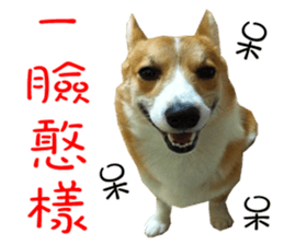 Bou~ Corgi Miluku. sticker #13757070