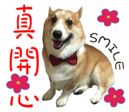 Bou~ Corgi Miluku. sticker #13757072