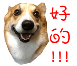 Bou~ Corgi Miluku. sticker #13757073