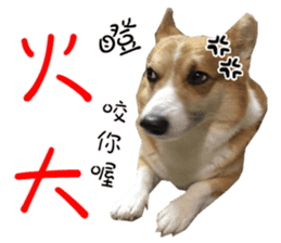 Bou~ Corgi Miluku. sticker #13757074