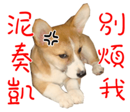 Bou~ Corgi Miluku. sticker #13757075