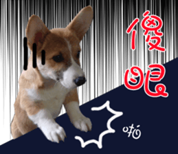 Bou~ Corgi Miluku. sticker #13757076