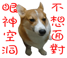 Bou~ Corgi Miluku. sticker #13757077