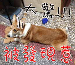 Bou~ Corgi Miluku. sticker #13757078