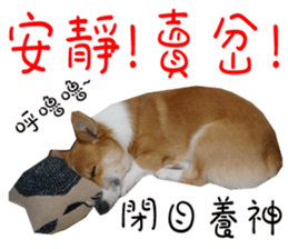 Bou~ Corgi Miluku. sticker #13757081