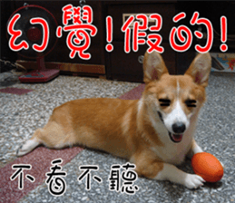 Bou~ Corgi Miluku. sticker #13757082