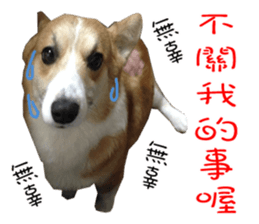 Bou~ Corgi Miluku. sticker #13757083