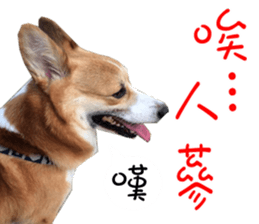 Bou~ Corgi Miluku. sticker #13757084