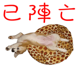 Bou~ Corgi Miluku. sticker #13757085