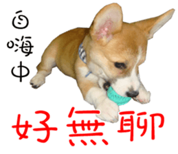 Bou~ Corgi Miluku. sticker #13757086